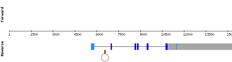 gene structure