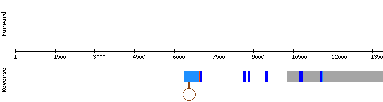 gene structure