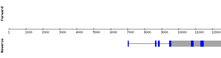 gene structure