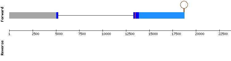 gene structure