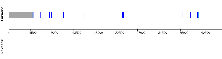 gene structure