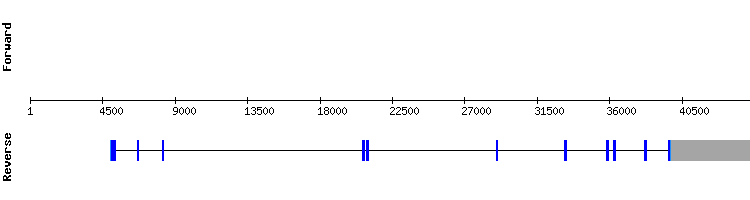 gene structure