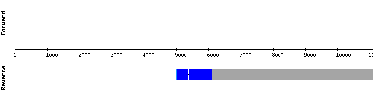 gene structure