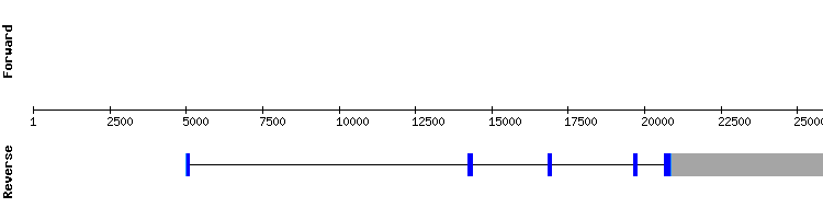 gene structure