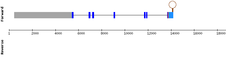 gene structure