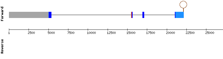 gene structure