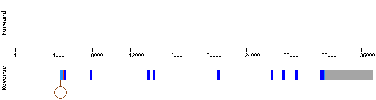 gene structure