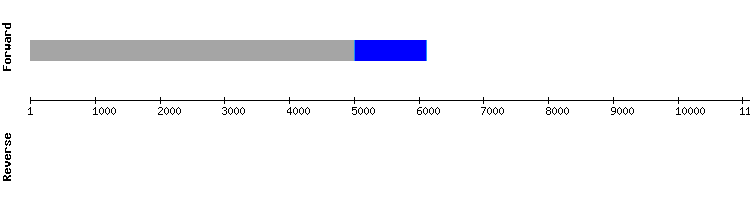 gene structure