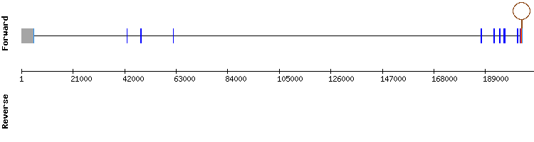 gene structure