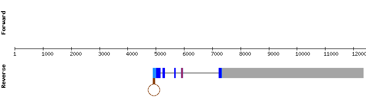 gene structure