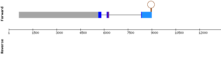 gene structure