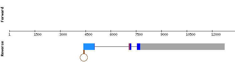 gene structure