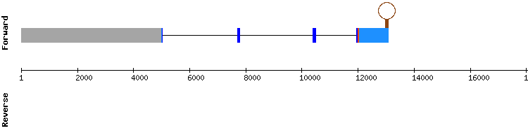 gene structure