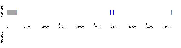 gene structure