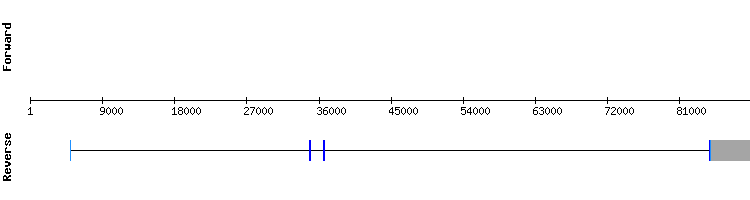 gene structure