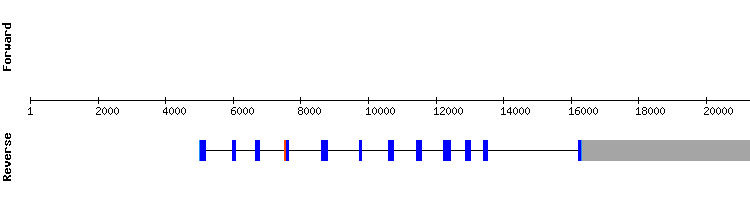 gene structure