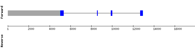 gene structure