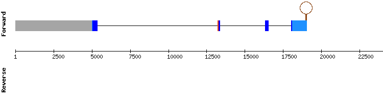 gene structure