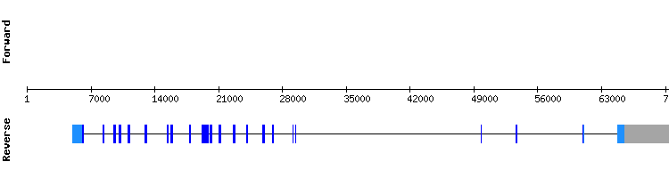 gene structure