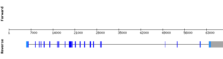 gene structure