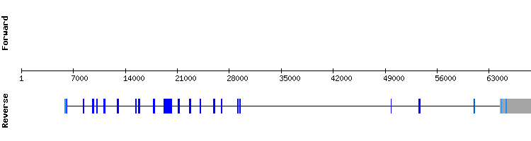 gene structure