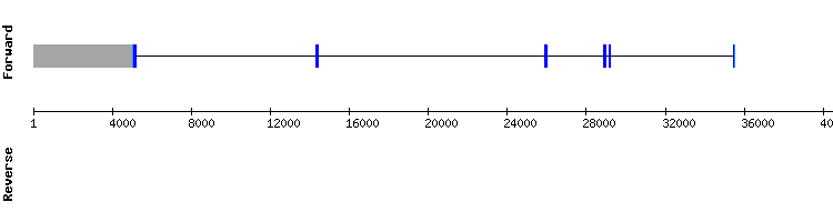 gene structure