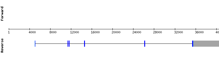 gene structure